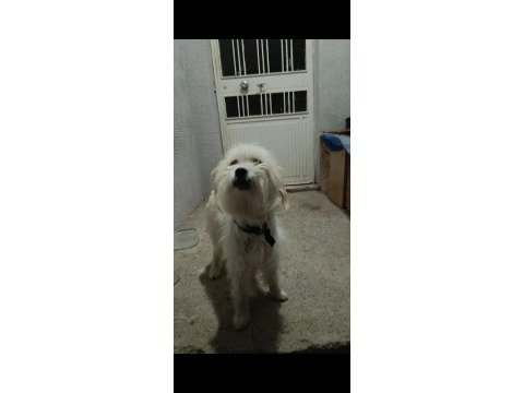 A kalite terrier maltese