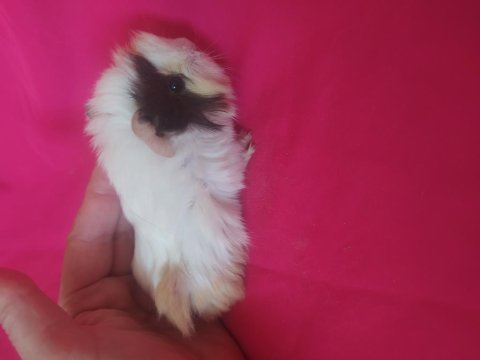Anne altından kendi ginepig yavrular
