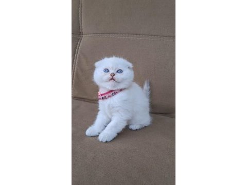 Scottish fold longhair a kalite kusur anatomi