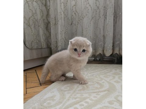 Scottish fold minikler