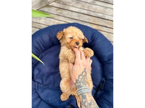 Mini maltipoo yavrularımız