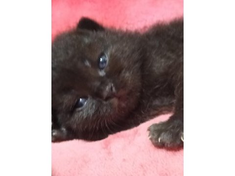 1.5 aylık british shorthair antalya