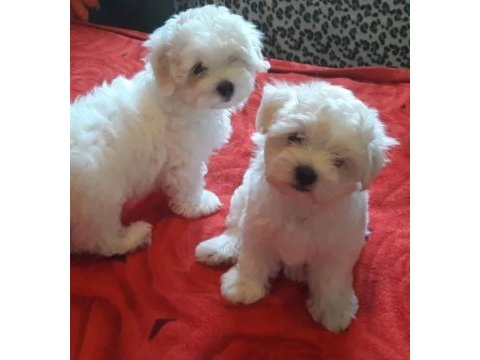 Kore maltese 1 dişi ve 5 erkek