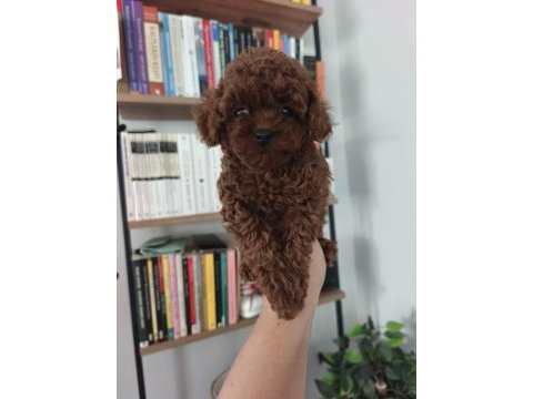 2 aylık aşıları tam tuvalet eğitimli tüy dökmeyen poodle
