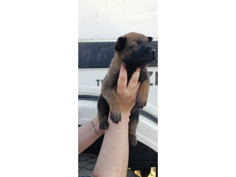 Belçika malinois yavrularımız ırk garantilidir