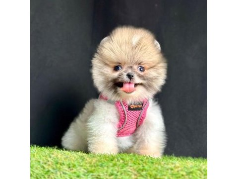 Safkan pomeranian boo bebekler