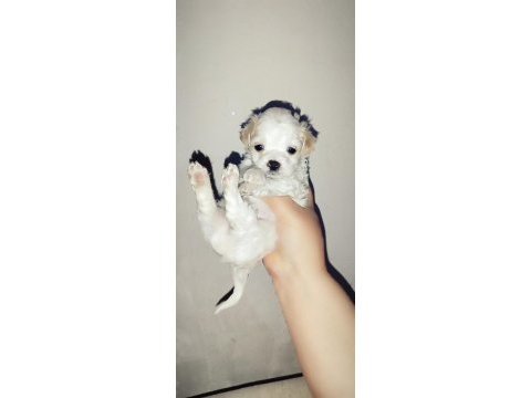 Yeni yavru köpeklerimiz sahiplerini bekliyorlar