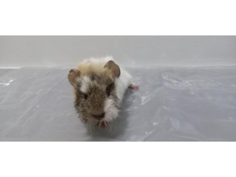 Guinea pig yavrular aynı gün set halinde teslim edilir