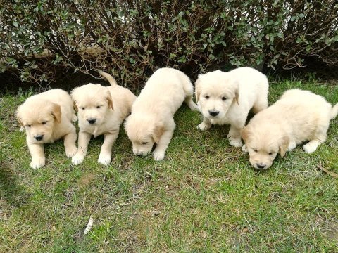 Golden retriever yavruları