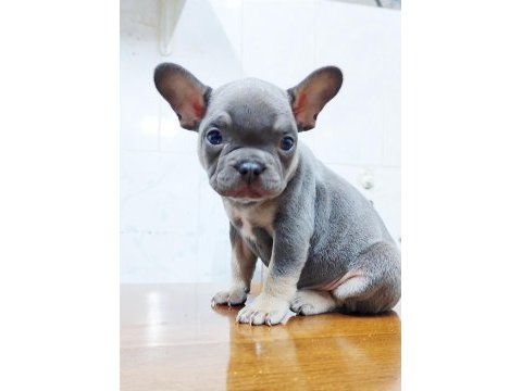 A kalite egzotik lilac tan isabella french bulldog