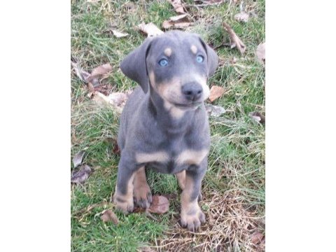 Blue dişi doberman estetikli yavrular