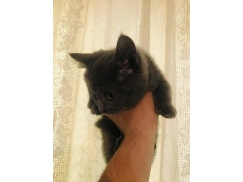 3 adet safkan british shorthair ücretli sahiplendirme