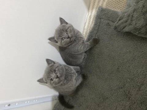 British shorthair kedimizi sahiplendirmek