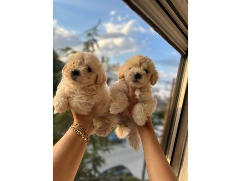 Pofuduk maltipoo köpekler