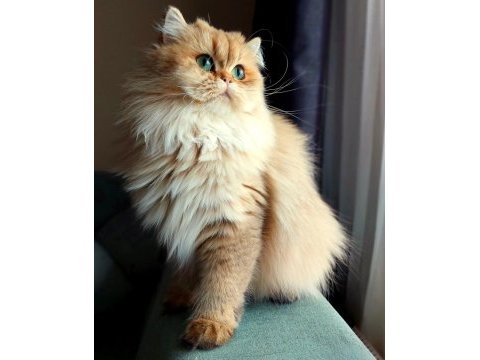 British golden dişi