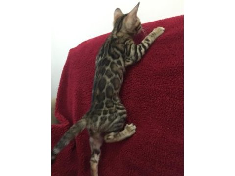 Show class bengal kedisi bebekler