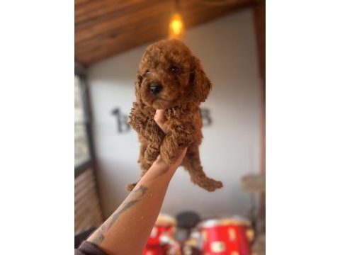 İçinizi ısıtan toy poodle bebekler