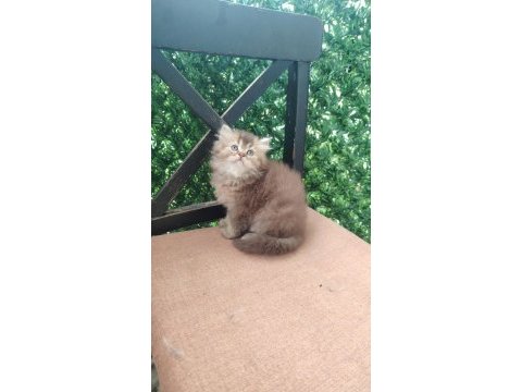 Şecereli soydan british longhair bebeklerimiz