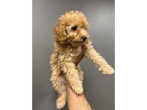2 aylık poodle yavrular
