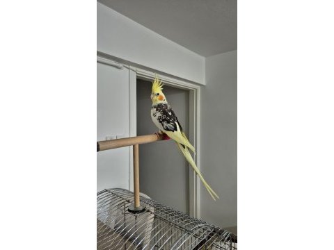 Full evcil sadık çift dost sultan