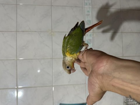 Evcil el besleme konur papağanı