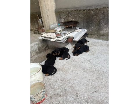 Rottweiler köpekler