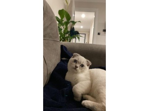 Scottish fold ismi sadık yatmayı ve sevilmeyi çok sever