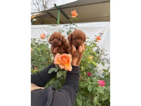 Kore toy poodle yavrularımız