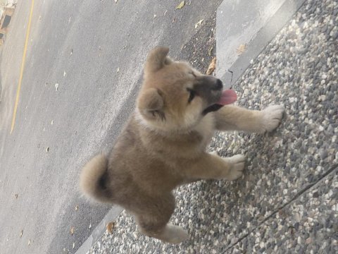 54 günlük köpeğimi sahiplendirmek istiyorum