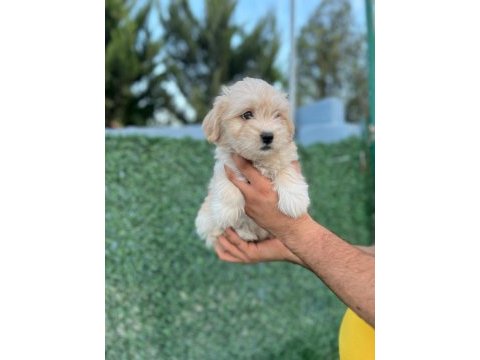 En iyi dostunuz maltipoo