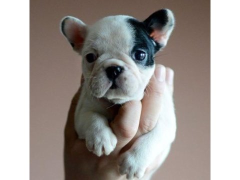 50 günlük fransız bulldog yavrularımız