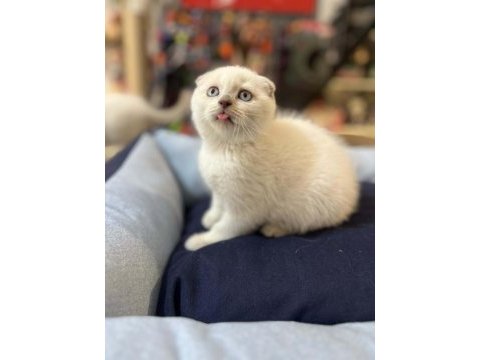 Muhteşem güzellikte top kafa scottish fold yavrular