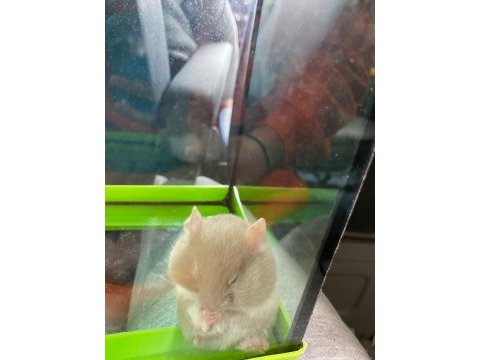 Gonzales hamster
