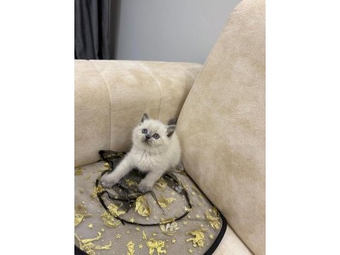 Show kalite british shorthair yavrular