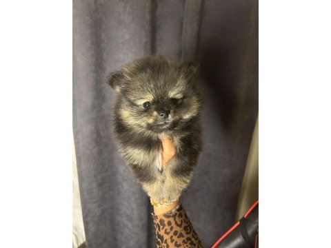 Pomeranian boo teslime hazır