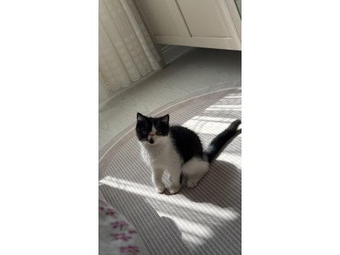 Harika bir erkek exotic shorthair beşiktaş yavru
