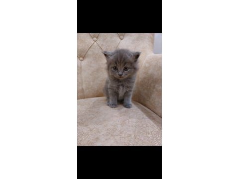 Mama ve kum eğitimi almış british shorthair yavrular