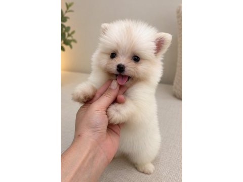 Biblo pomeranian boo mini boy