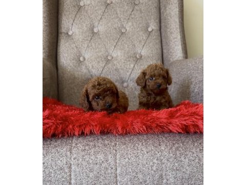 Toy poodle bebekleri