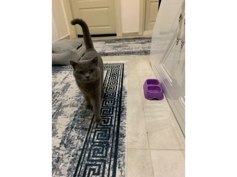 Çok uygun british shorthair (uysal,oyuncu,insan canlısı)