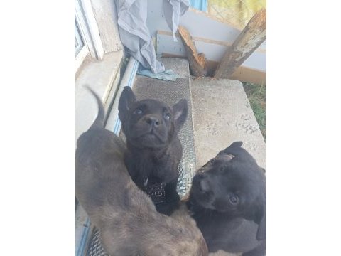 2 aylık yavru köpekler