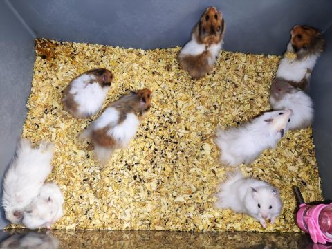 Teddy bear hamster