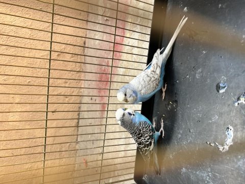 Jumbo muhabbet kuşu takım