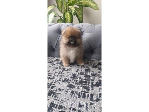 Pomeranian bebekler