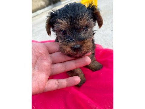 Yorkshire terrier 50 günlük