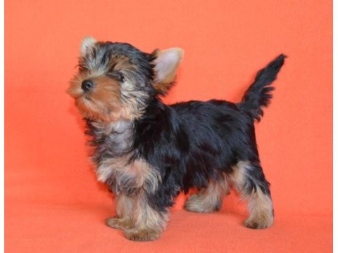 Mini erkek yavru yorkshire terrier