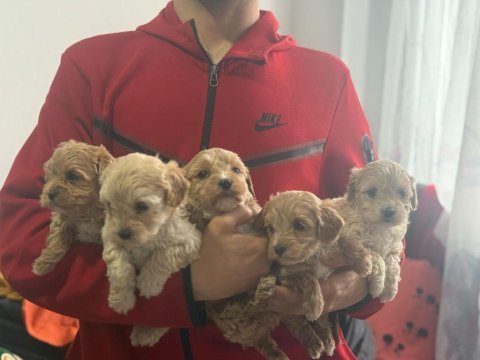 Evinize neşe getirecek teacup maltipoo yavrularımız