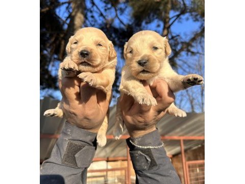 En iyi golden retriever dostuna kavuş