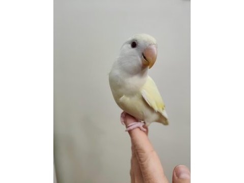 Oyun hamuru cremino sevda papağanı