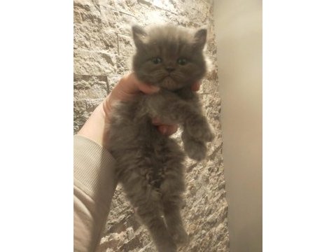 British shorthair ve longhair bebekler